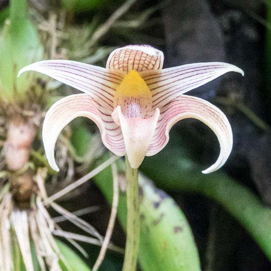 Orchid