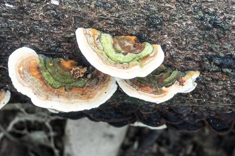 Fungus