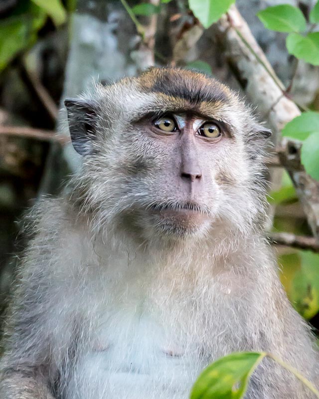 Macaque