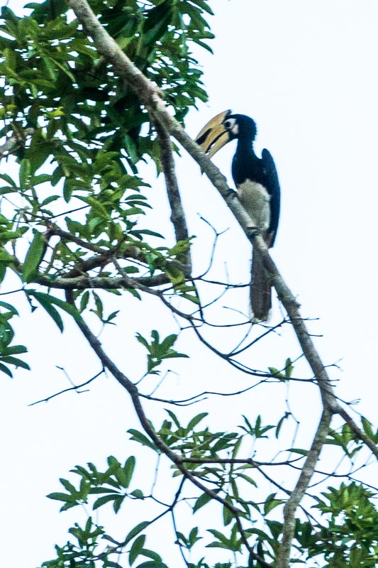 Oriental Pied Hornbill