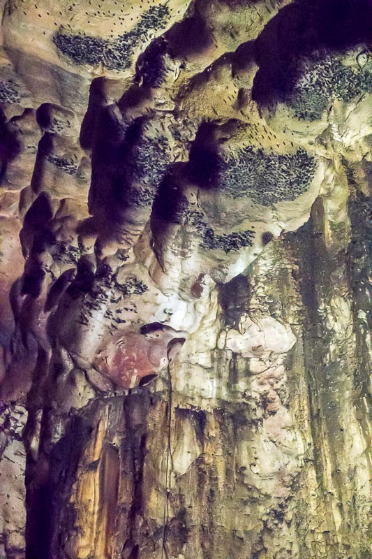 Bats Roosting
