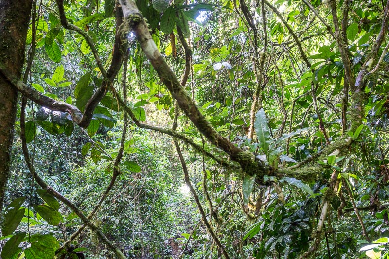 Tangle of Vines in the Rainforest