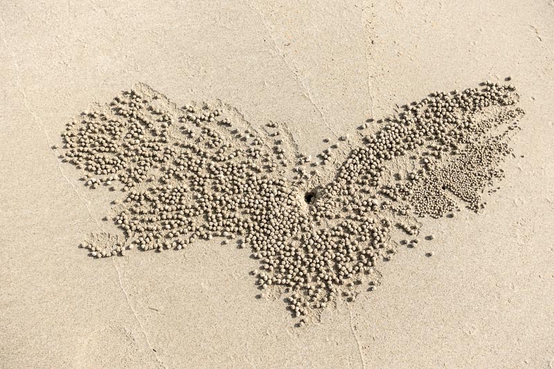 Crab Art