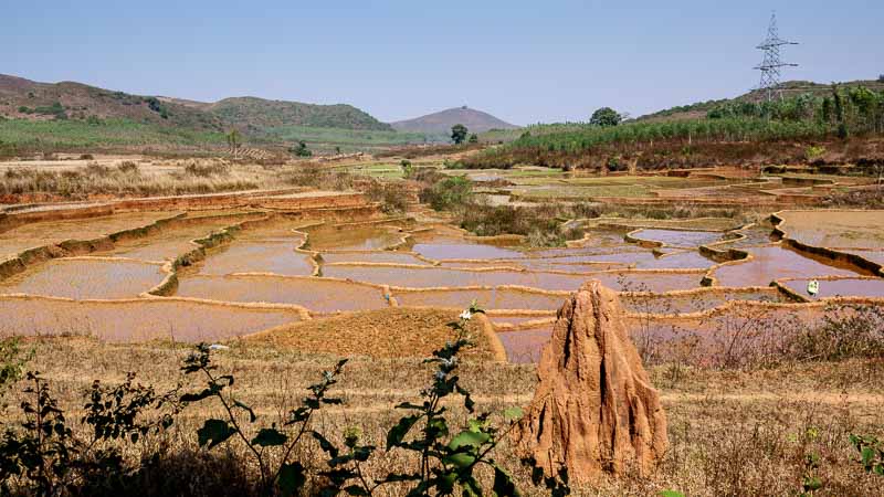 Termite Mound & Rice Paddy