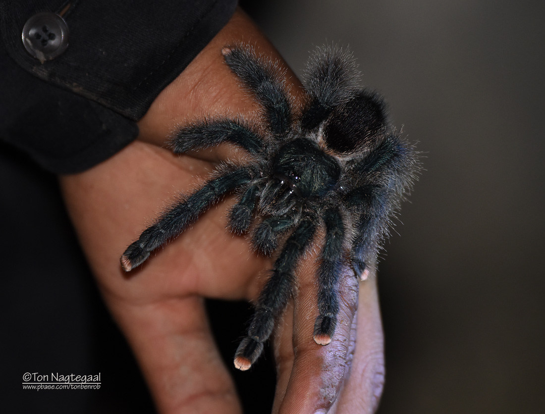 Boomvogelspin - Metallic pink-toe tarantula - Avicularia metallica