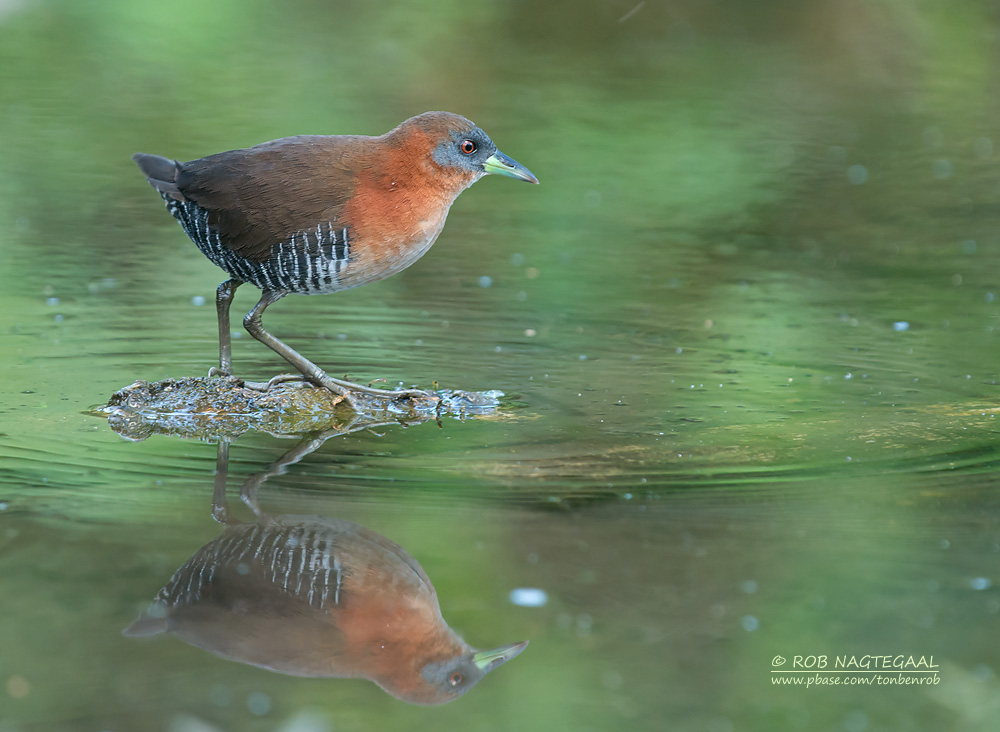 Witkeeldwergral - White-throated Crake - Laterallus albigularis cinereiceps