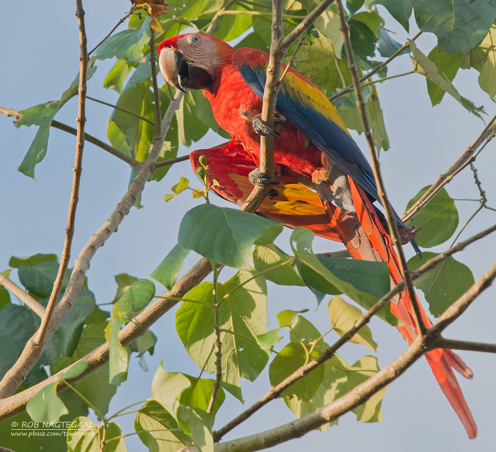 Geelvleugelara - Scarlet Macaw - Ara macao