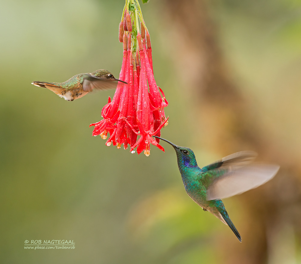 Kleine Violetoorkolibrie - Lesser Violet-ear - Colibri cyanotus cabanidis
