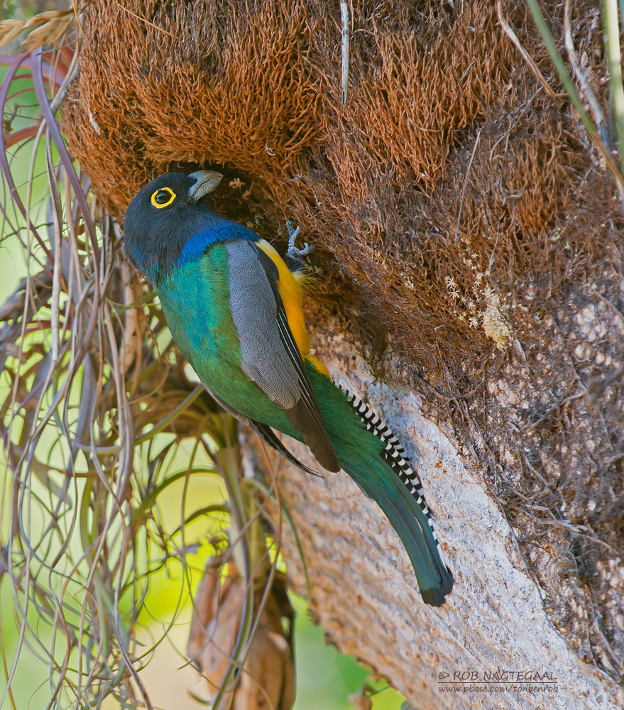 Goulds Trogon - Gartered Trogon - Trogon caligatus sallaei