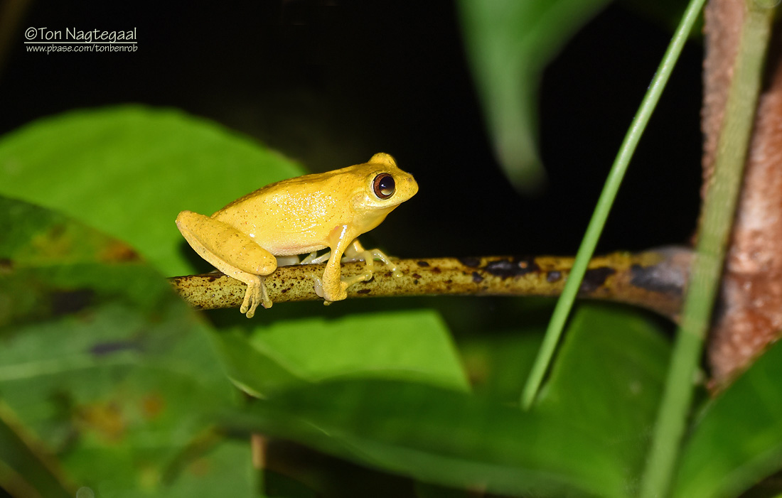 Lesser  Treefrog - Dendropsophus minutus