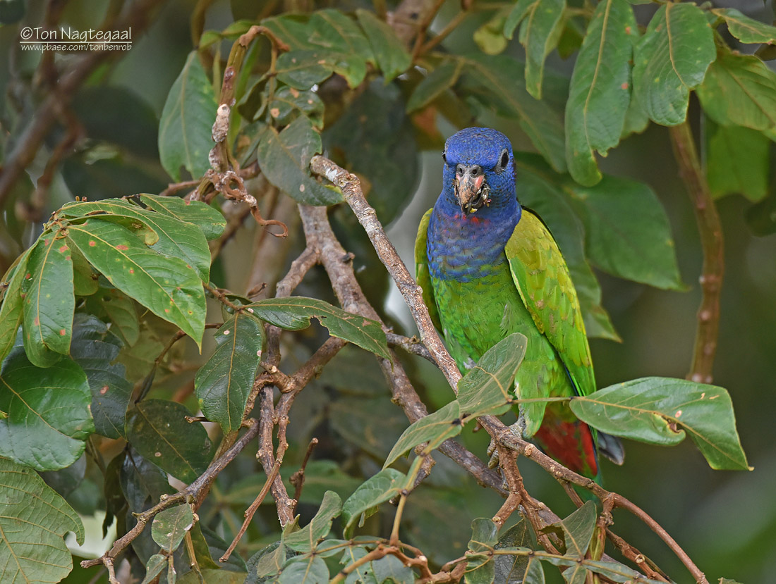 Zwartoormargrietje - Blue-headed Parrot - Pionus menstruus