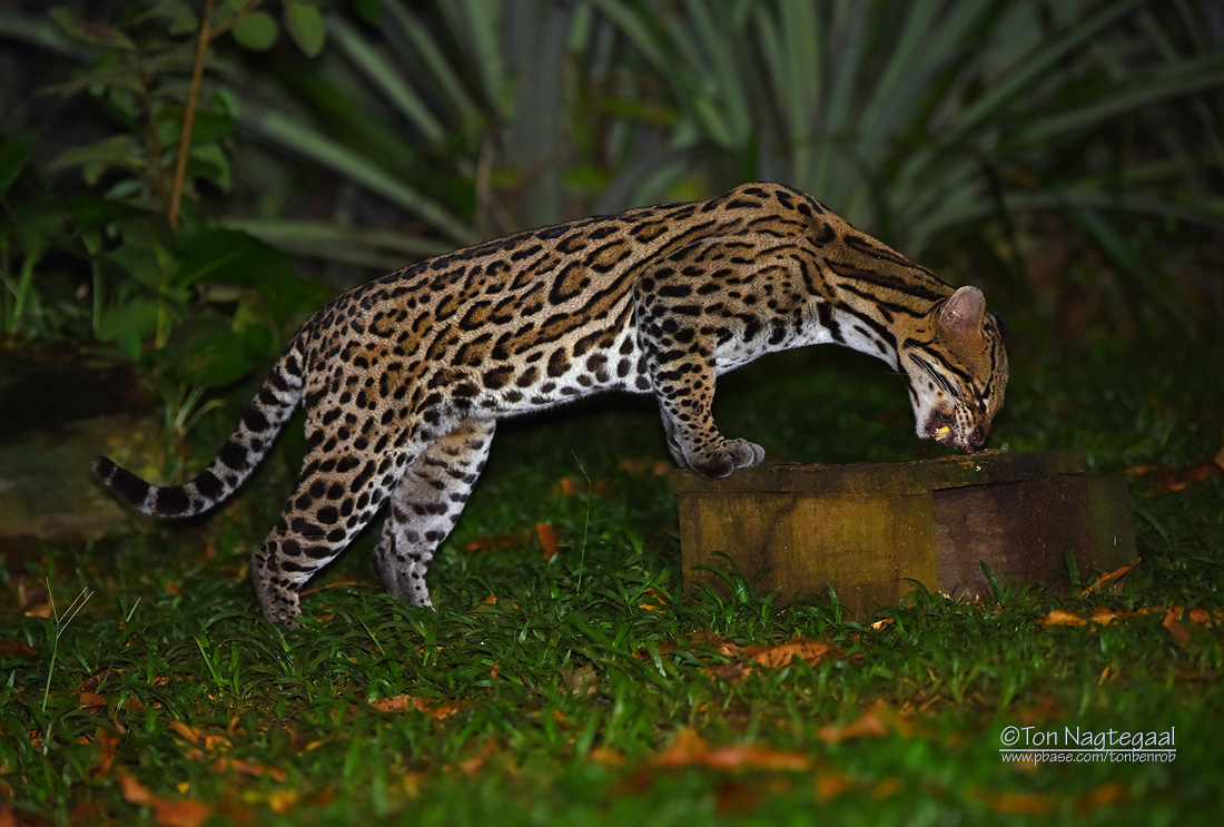 Pardelkat - Ocelot - Leopardus pardalis