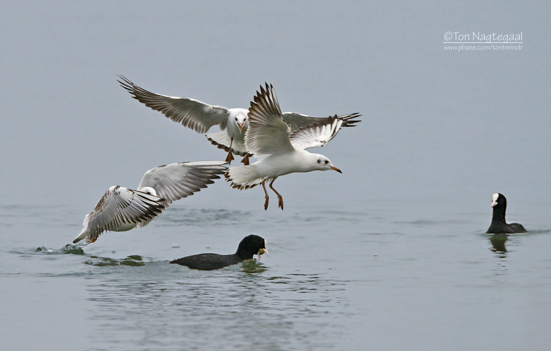 Kokmeeuw - Black-headed gull - Larus ridibundus and Meerkoet - Coot - Fulica atra 
