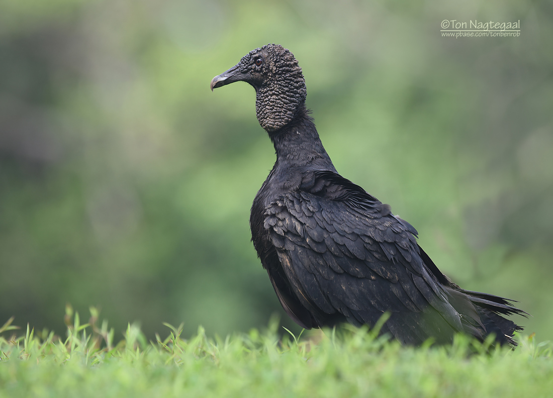 Zwarte Gier - Black Vulture - Coragyps atratus