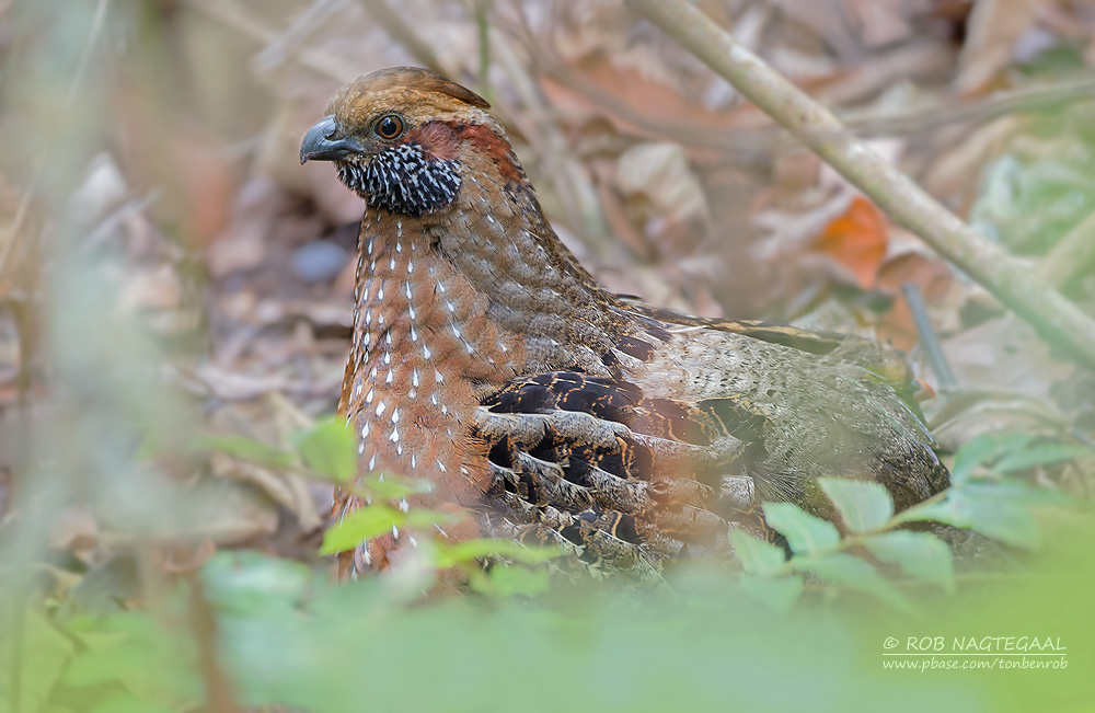 Gevlekte Tandkwartel -  Spotted Wood-Quail - Odontophorus guttatus