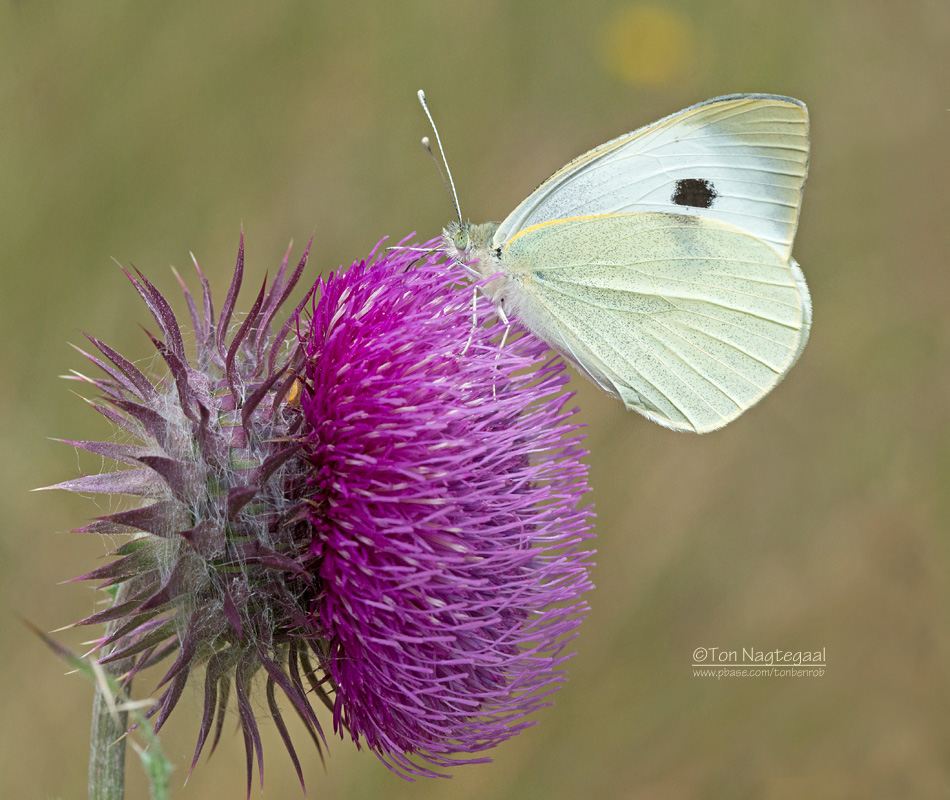 Groot Koolwitje - Large White  - Pieris brassicae