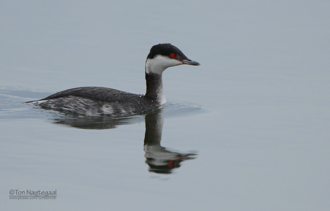 Kuifduiker - Horned Grebe - Podiceps auritus