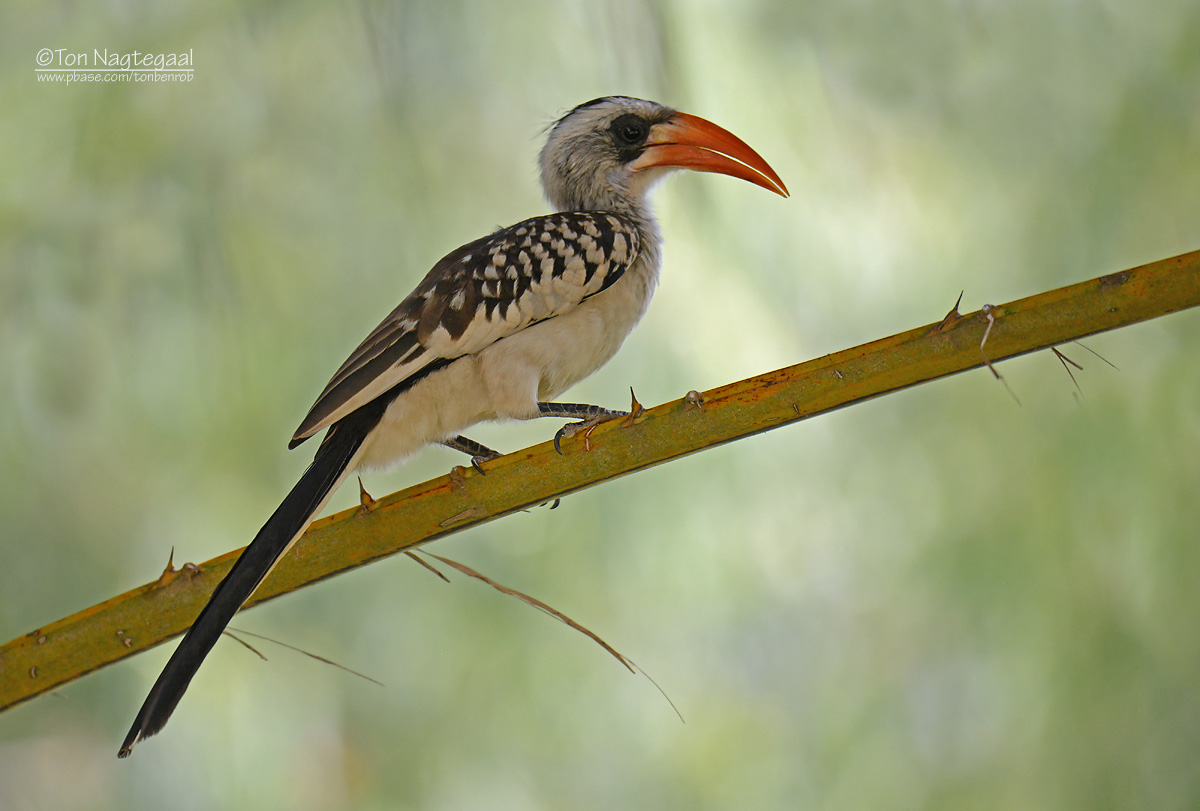 Westelijke roodsnaveltok - Western Red-billed Hornbill - Tockus Kempi 