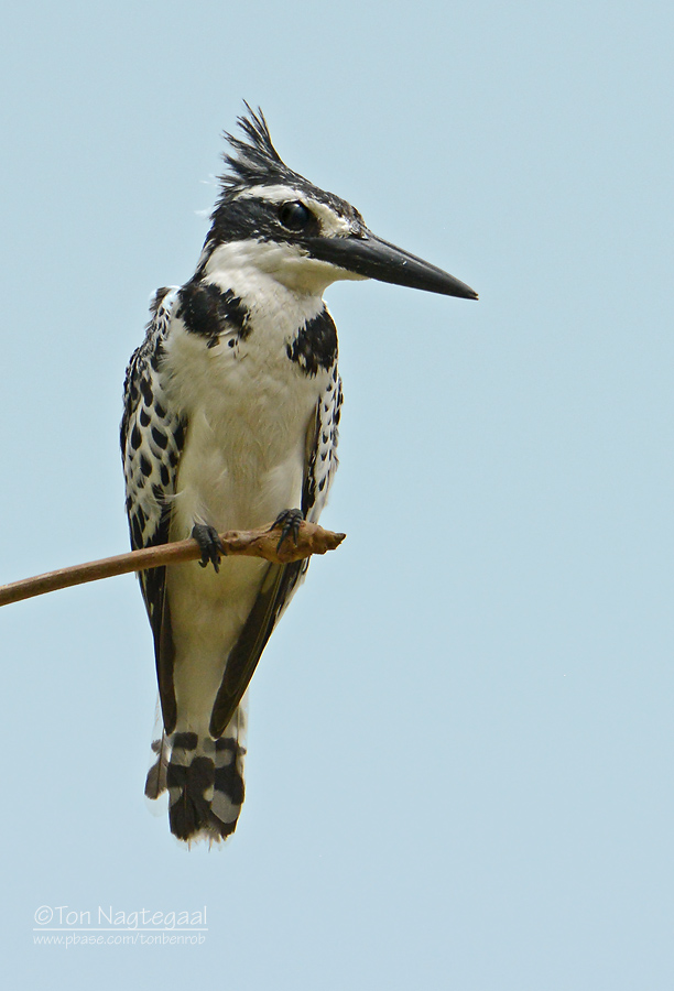 Bonte ijsvogel - Pied Kingfisher - Ceryle rudis