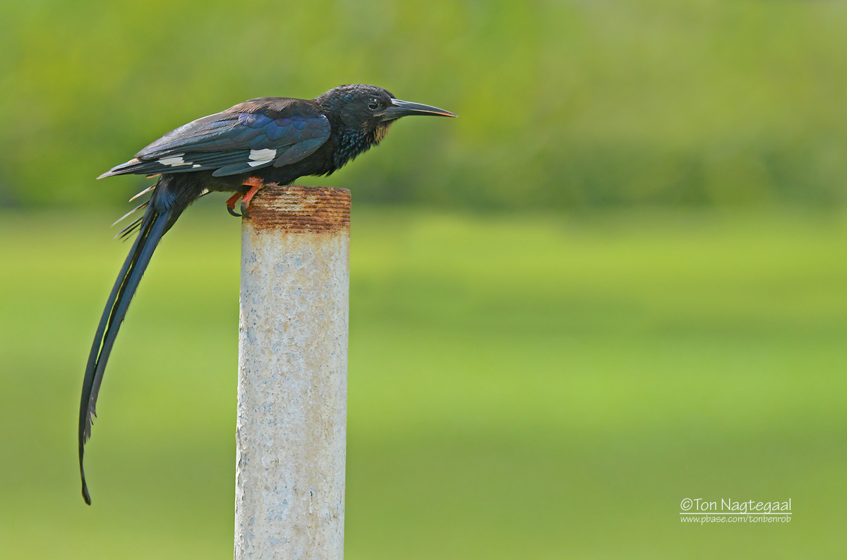 Groene kakelaar - Green Wood-hoopoe - Phoeniculus purpureus