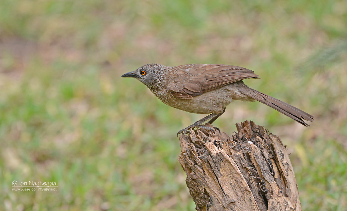 Sahelbabbelaar - Brown Babbler - Turdoides plebejus