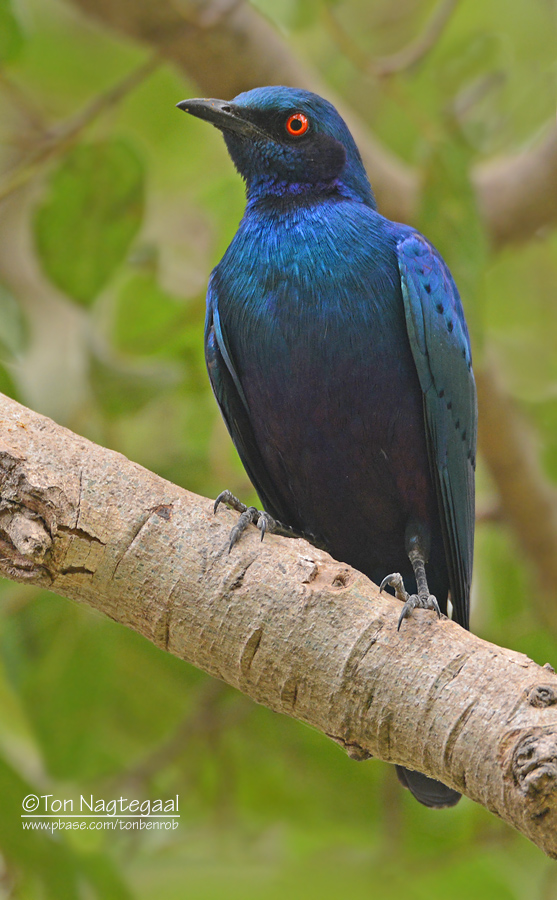 Bronsstaartglansspreeuw - Bronze-tailed Glossy Starling - Lamprotornis chalcurus