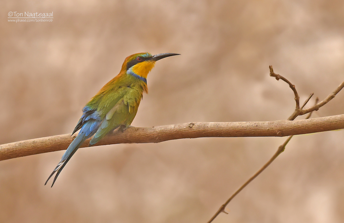 Zwaluwstaartbijeneter - Swallow-tailed Bee-eater - Merops hirundineus