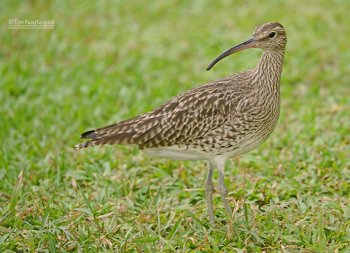 Regenwulp - Eurasian Whimbrel - Numenius phaeopus