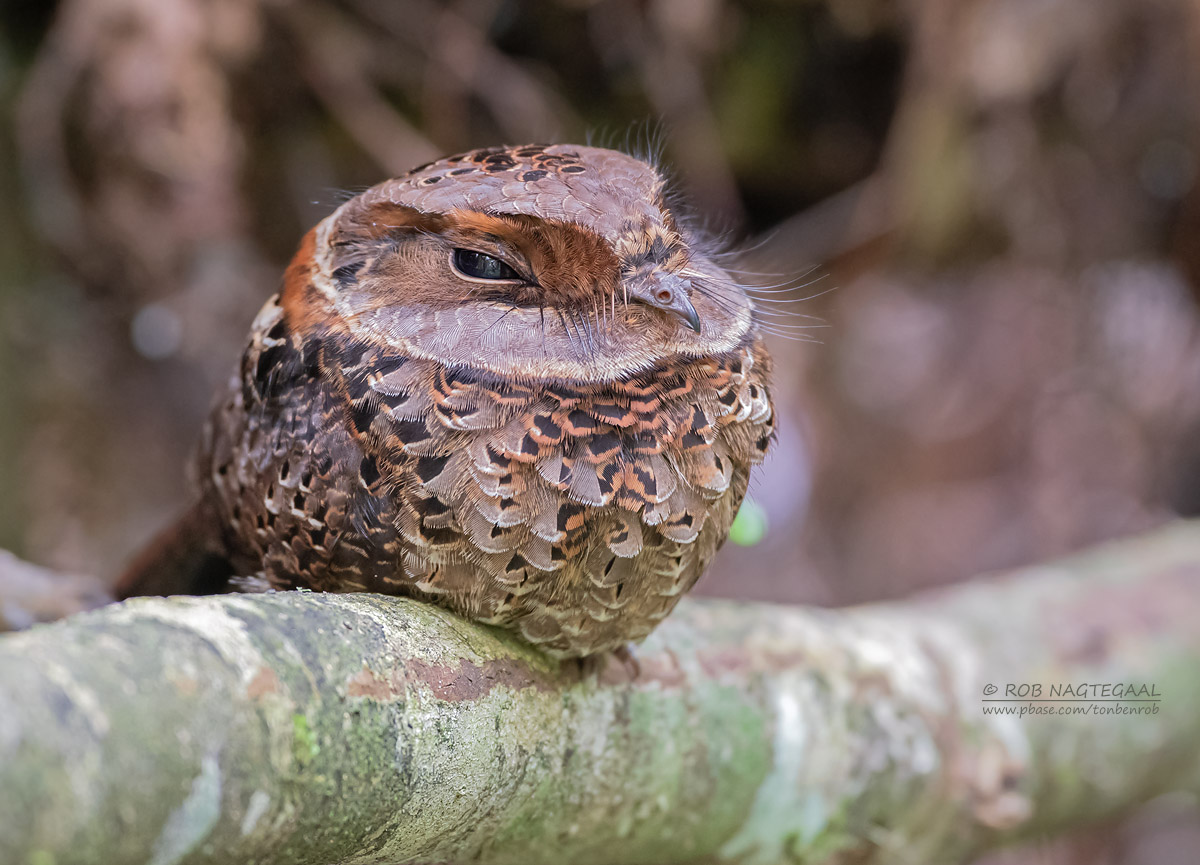 Gekraagde Nachtzwaluw - Collared Nightjar - Gactornis enarratus