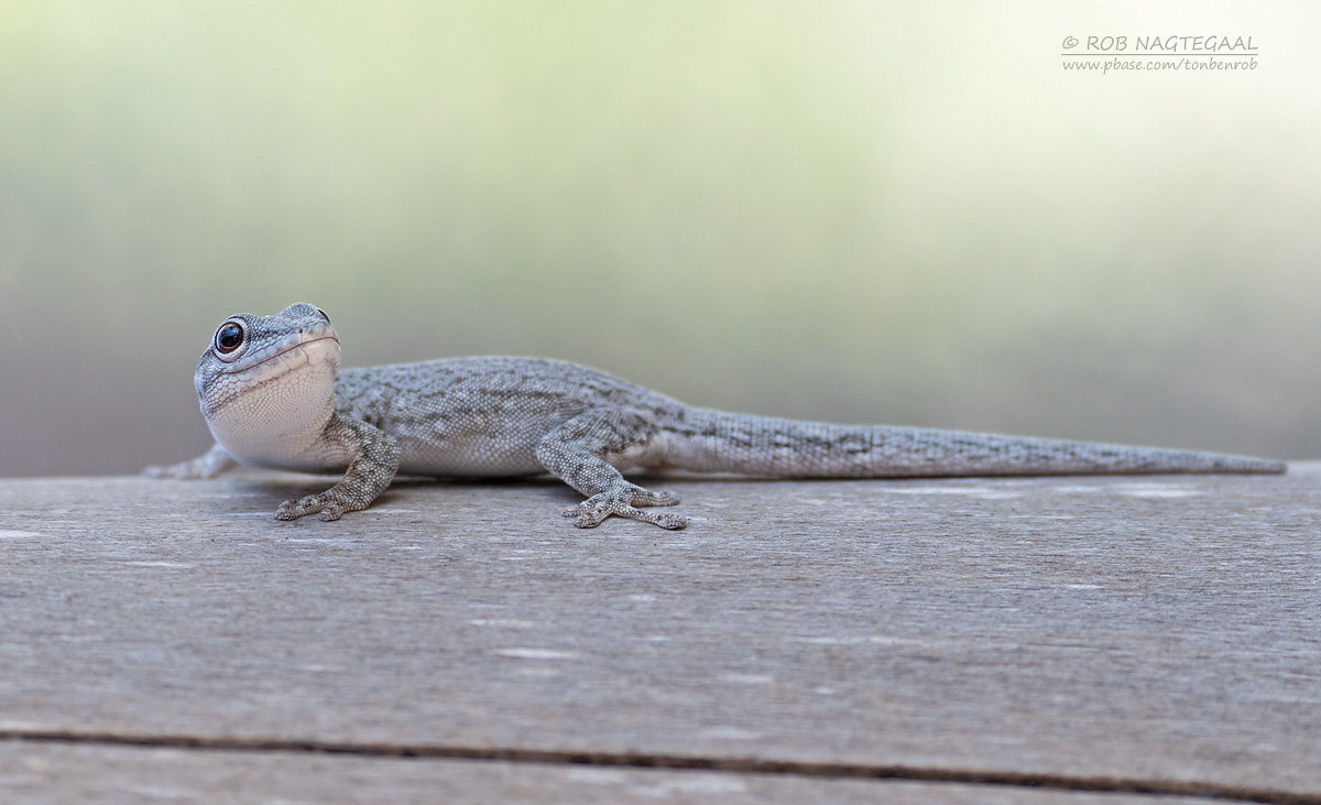 Thicktail Day Gecko - Phelsuma mutabilis