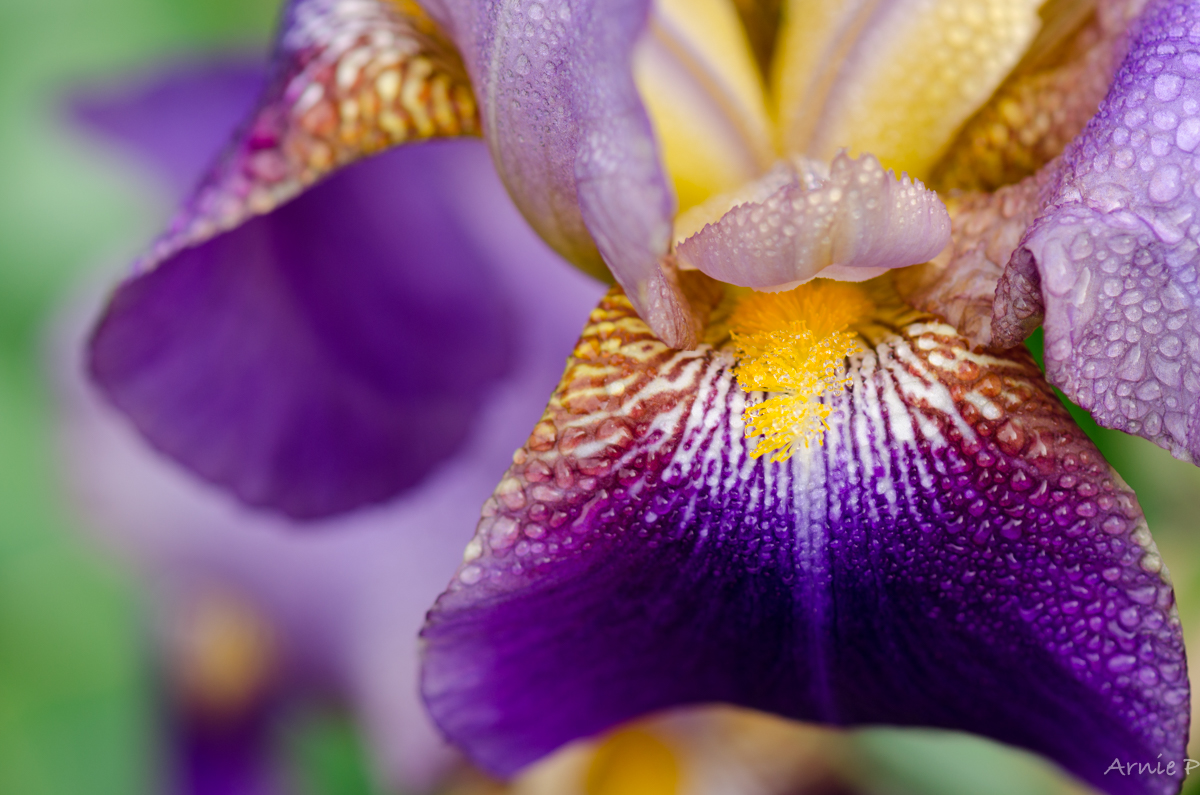 Bearded Iris