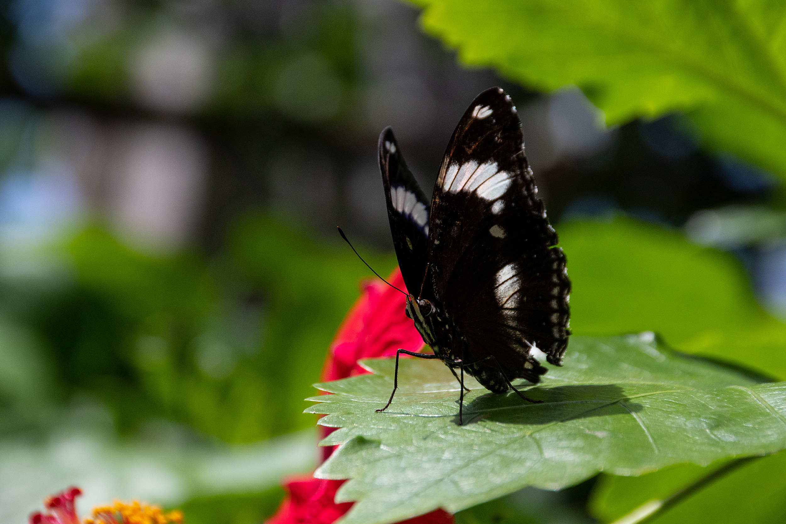 _D755539.jpg