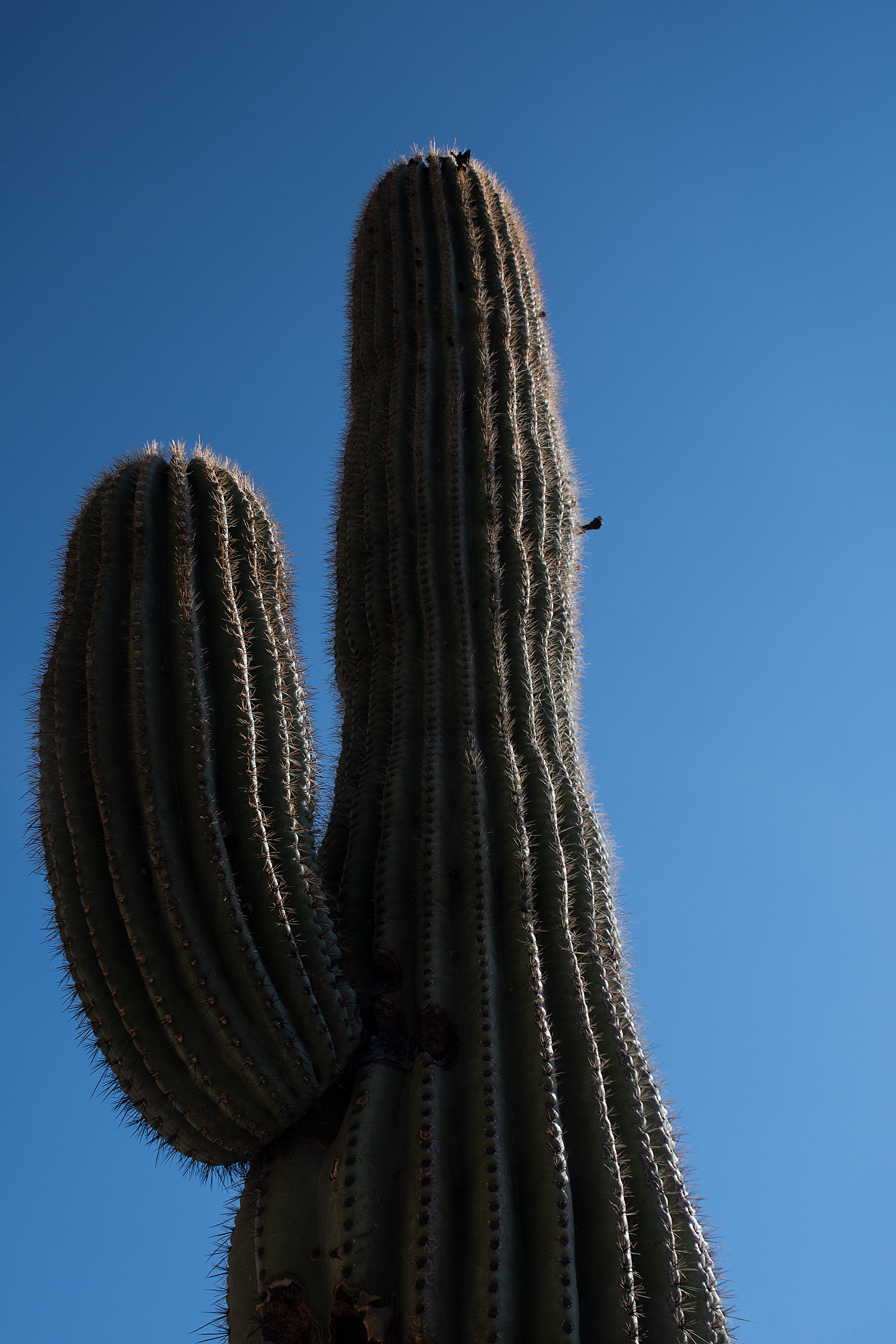 _D755874.jpg