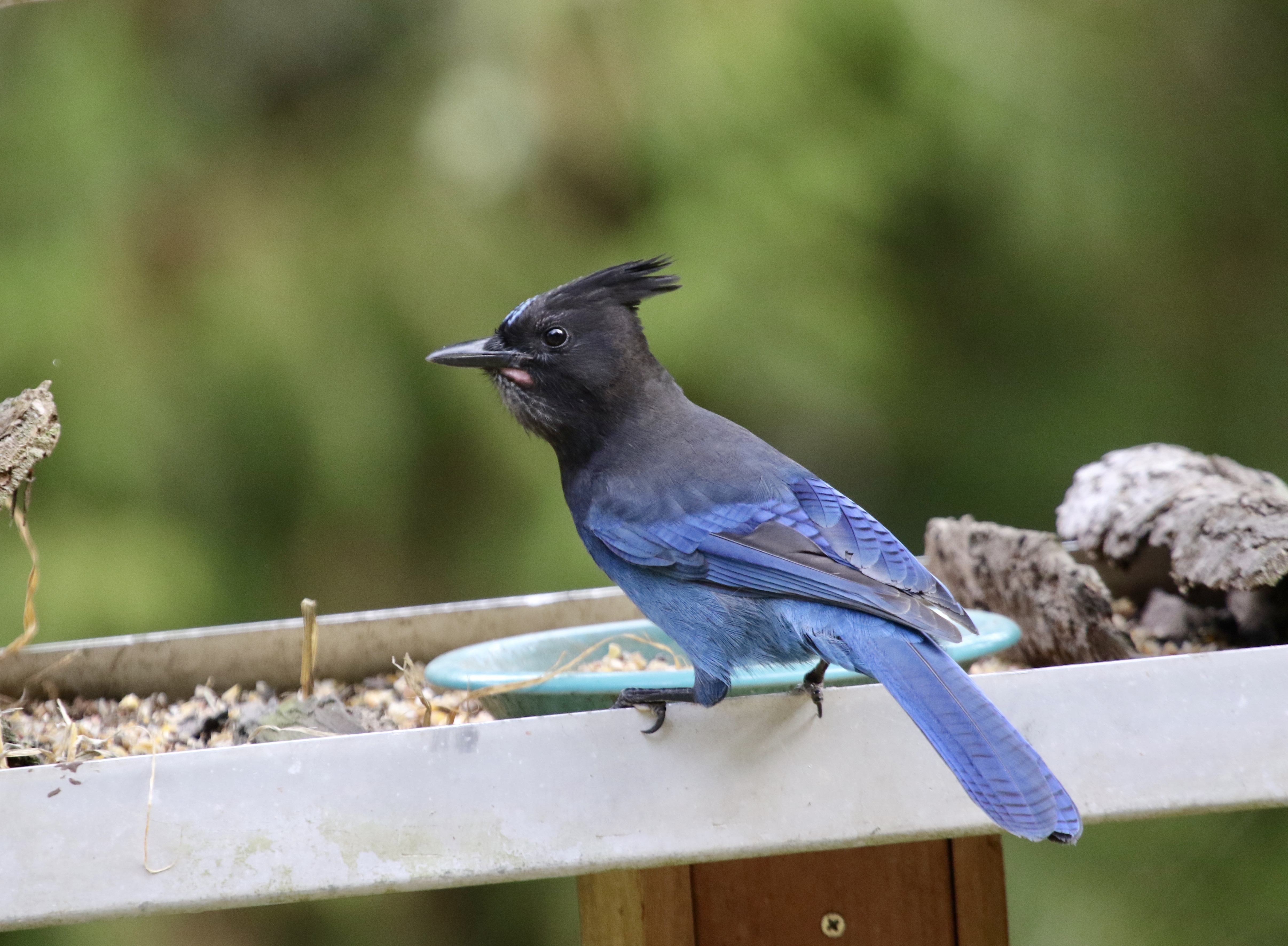 Stellars Jay