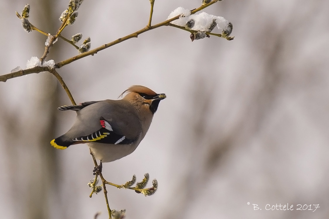 Pestvogel - Bohemian Waxwing - Bombycilla garrulus