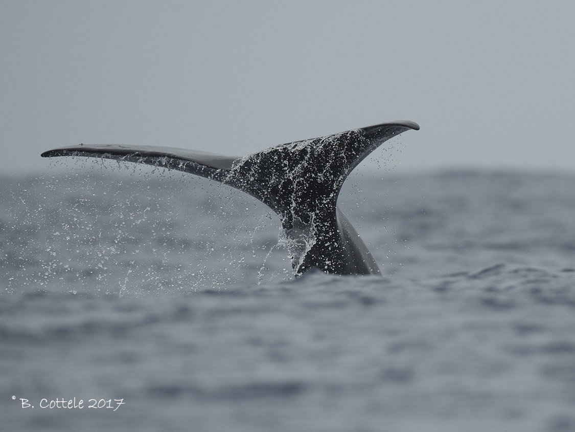 Potvis - Sperm Whale - Physeter macrocephalus