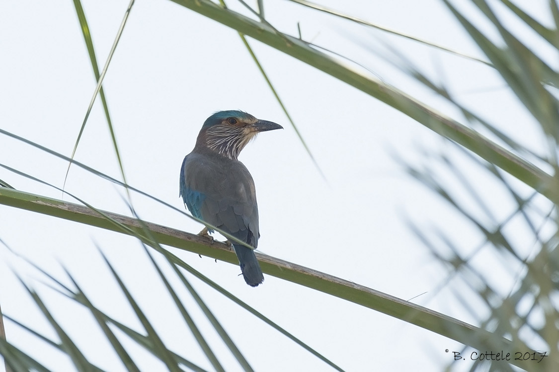 Indische Scharrelaar - Indian Roller - Coracias benghalensis