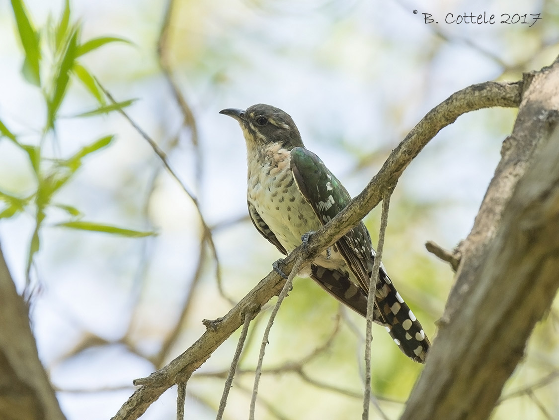 Diederikkoekoek - Didric Cuckoo - Chrysococcyx caprius