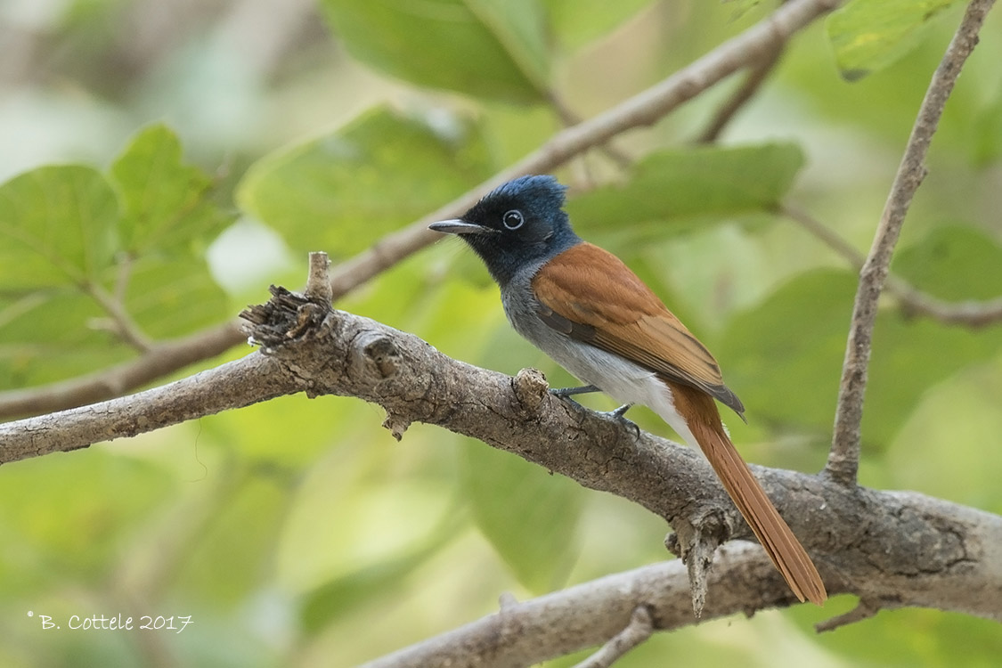 Afrikaanse Paradijsmonarch - African Paradise Flycatcher - Terpsiphone viridis