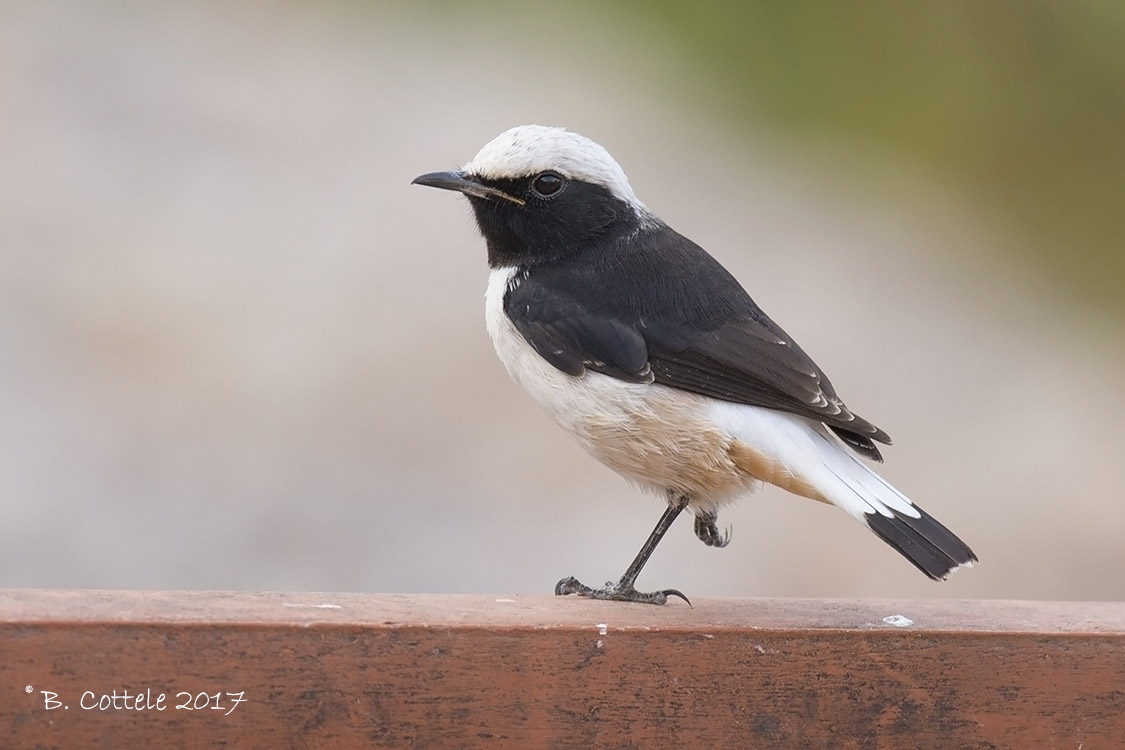 Arabische Rouwtapuit - Arabian Wheatear - Oenanthe lugentoides