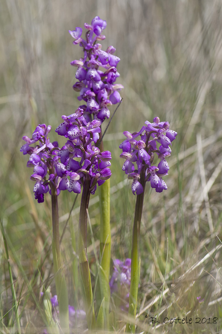 Harlekijnorchis - Green-winged Orchid - Anacamptis morio