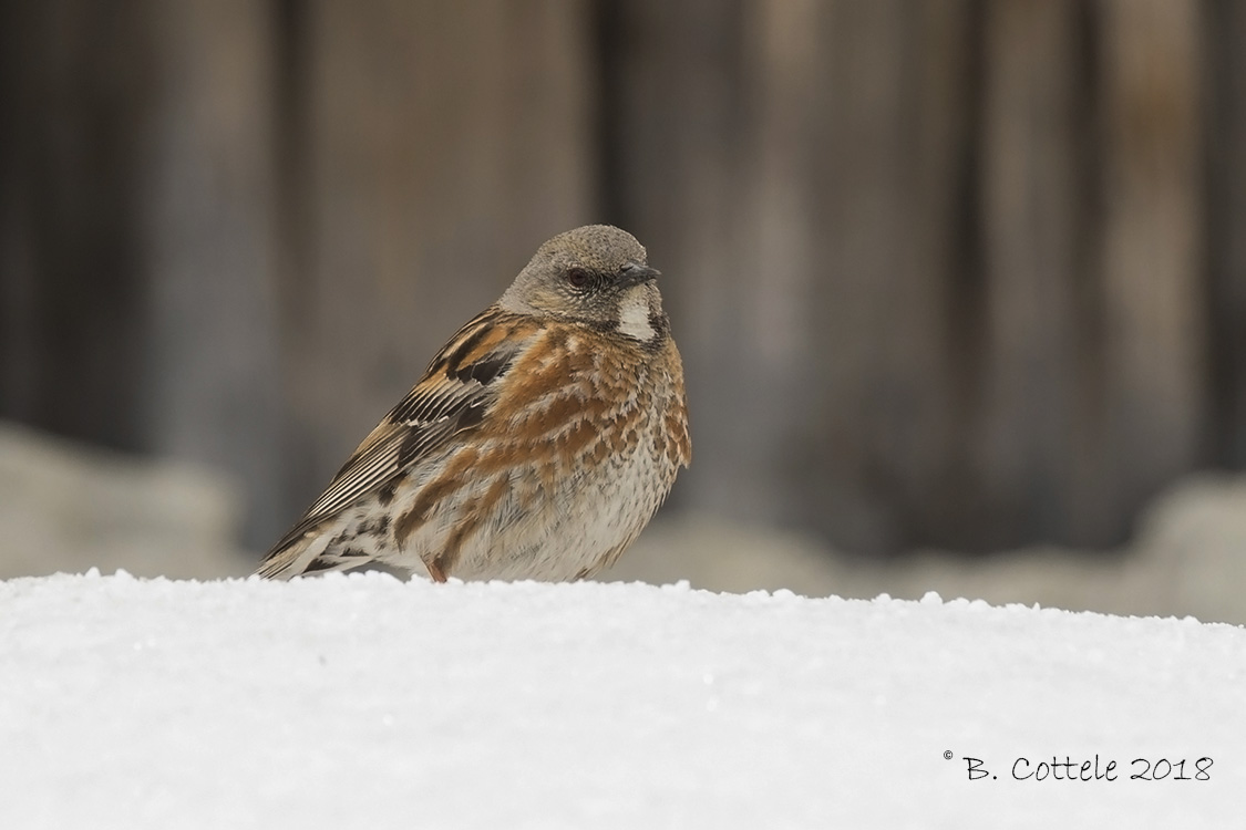 Himalayaheggenmus - Altai Accentor - Prunella himalayana