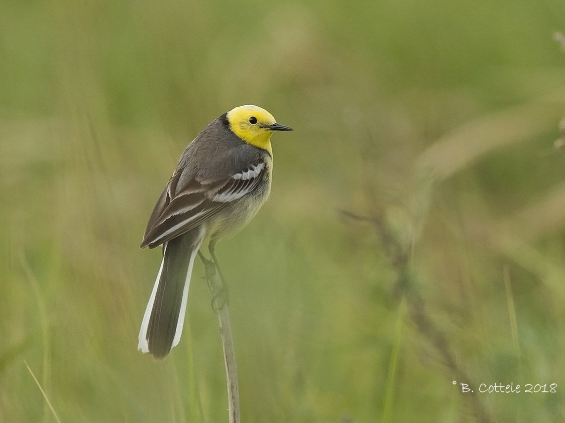 Citroenkwikstaart - Citrine Wagtail - Motacilla citreola