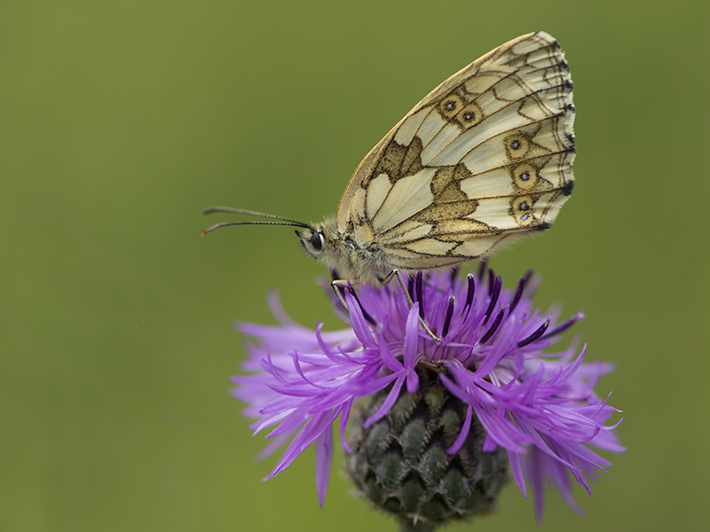 Dambordje - Marbled White - Melanargia galathea