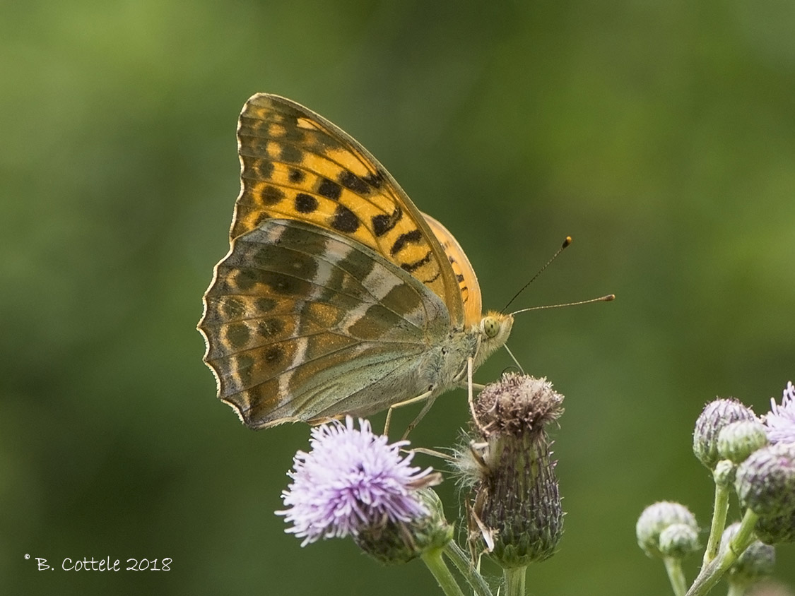 Keizersmantel - Silver-washed Fritillary - Argynnis paphia