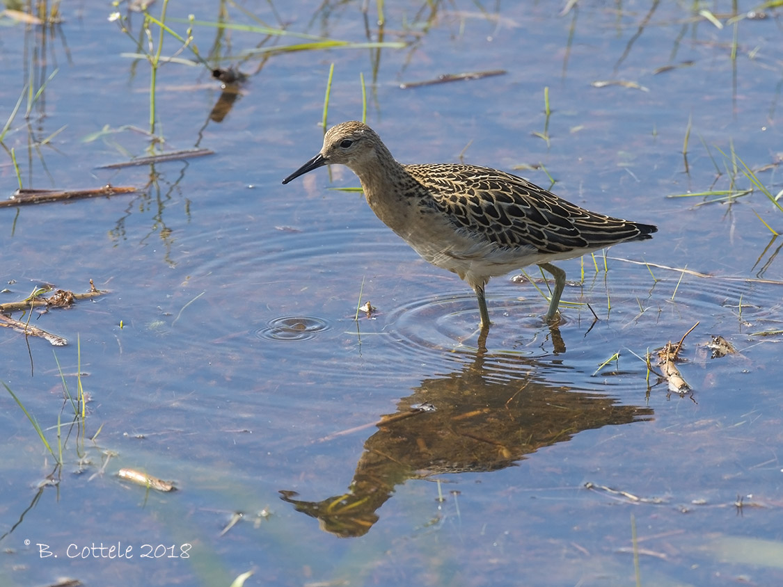 Kemphaan - Ruff - Philomachus pugnax