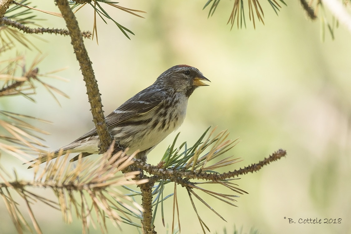 Grote Barmsijs - Mealy Redpoll - Acanthis flammea