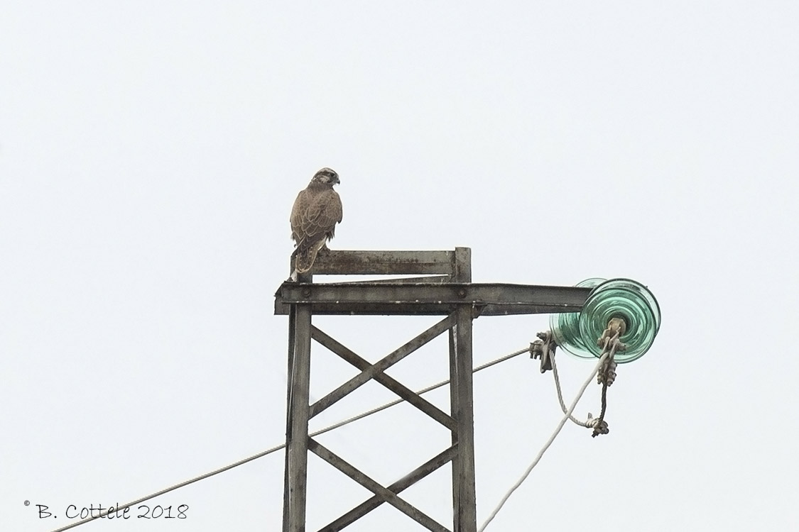 Sakervalk - Saker Falcon - Falco cherrug