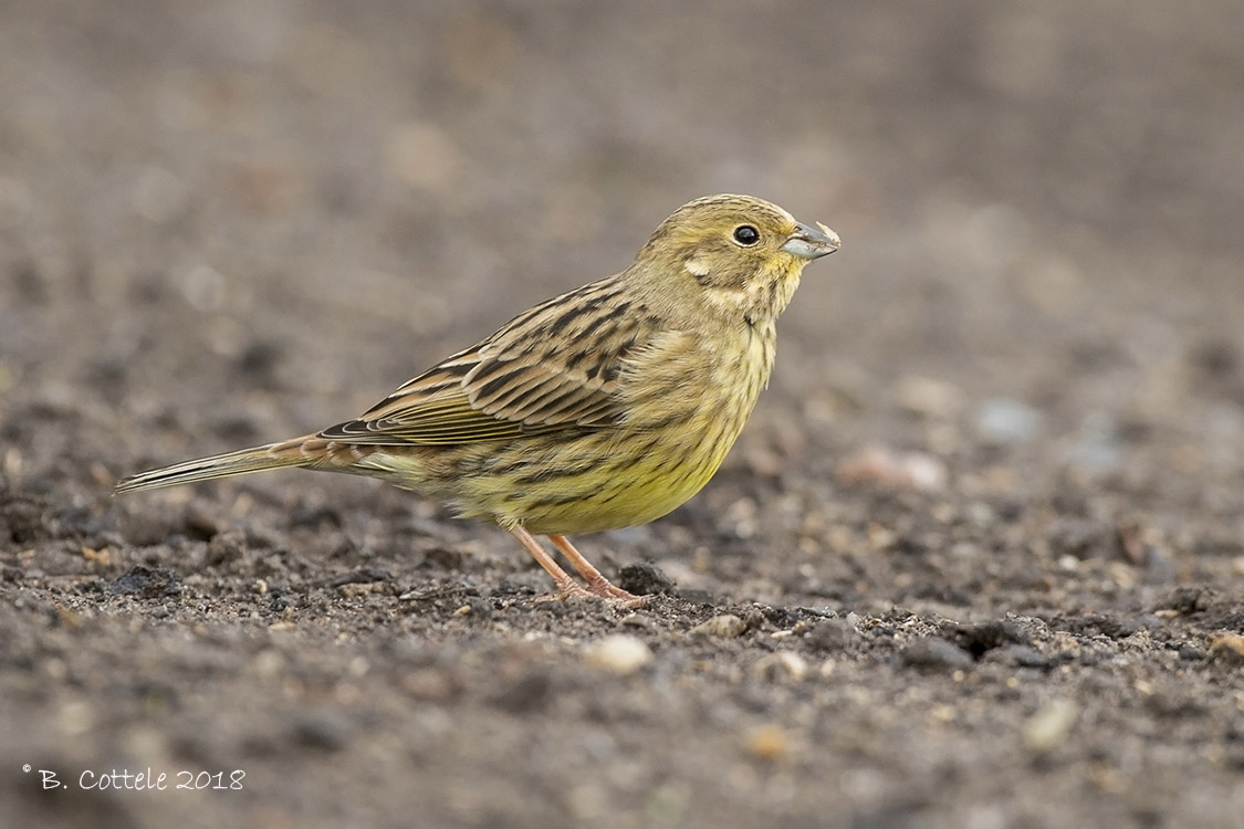 Geelgors - Yellowhammer - Emberiza citrinella