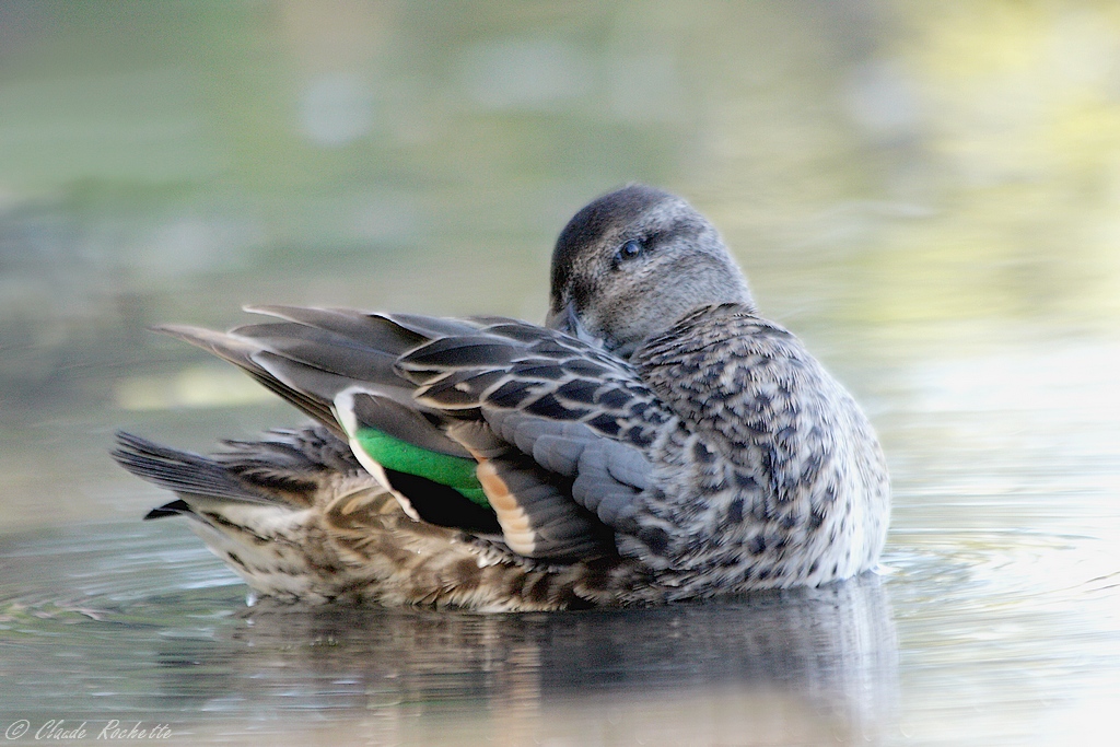 Sarcelle dhiver / Green-winged Teal